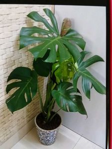 1 Monstera Plant Cutting