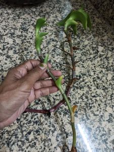 Live Basket Plant Pups (5 stalks)