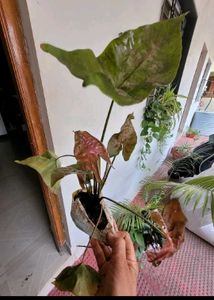 combo of 4 plants