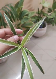 Spider Plant