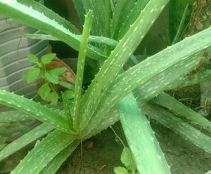 Alovera Plant, Quantity 1