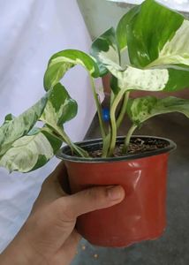 manjula Pothos Plant