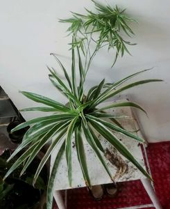 Set 2 Money &amp; Pendulum Plants
