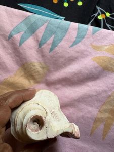 Antique Large Seashell Decor