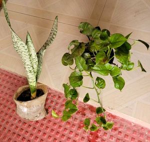 Set 2 Dwarf Snake Plant &amp; Money Plants🪴