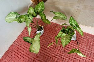 Set 3 Arrowhead Plants 🪴