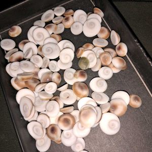 108 Natural Gomti Chakras (sacred operculum shells