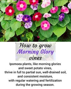 Vibrant Morning Glory Vine (SEEDS ONLY)