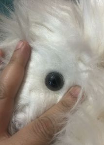 Old English sheepdog poodle plush
