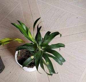 Pack 2 Portulaca grandiflora &amp; Callisia Fragrans: