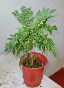 Tulsi &amp; Marigold Combos 3 Plants