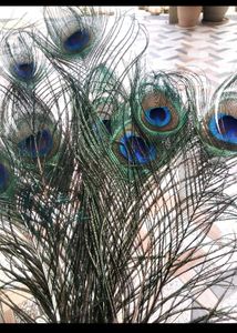 Elegant Peacock Feather Decor(8)