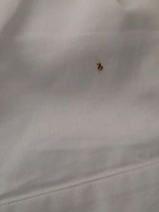 Casual Shirt (Women)