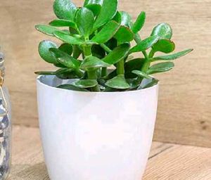 Combo Of 6 Air Purifier Plants