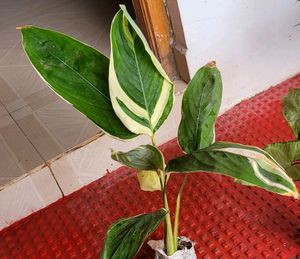 Pack 2 Evergreen Ctenanthe pilosa.. Plan