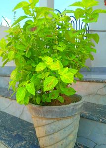 Combo Plant
