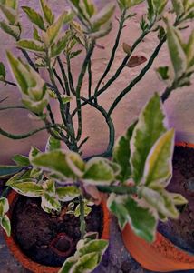 Combo Of 4 Plants