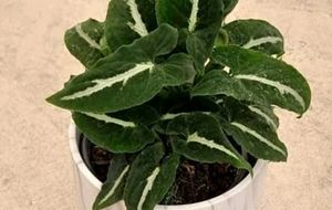 Beautiful ❤️ SYNGONIUM WENDLANDII plant