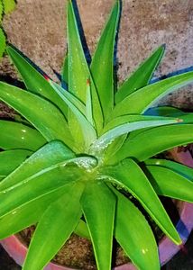 Two Different Varieties Of Agave/Century Plant