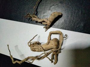 Natural Driftwood Branches &amp; Roots