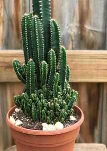 Small Cactus Plant in White Pot