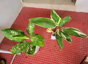 Pack 2 Dieffenbachia Seguine &amp; nevernever plant,