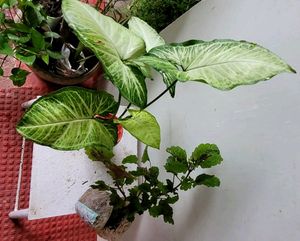 Pack 2 Arrowhead &amp; Plectranthus Nitidus Plans