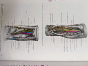General Anatomy, Upper and Lower Limbs