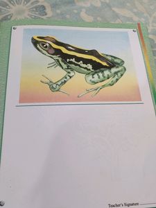 Drawing book