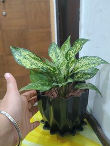 Indoor Plant in Black Pot