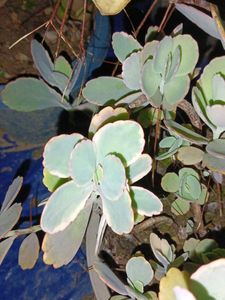 Combo Plants