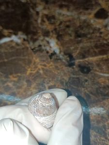Antique Shells