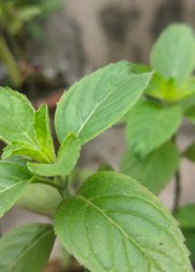 &amp; Pink Datura Plant. visk tulsi