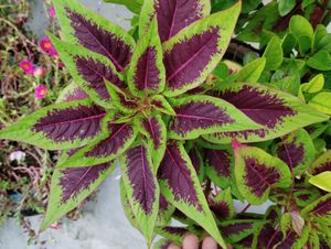 10 Plant combo