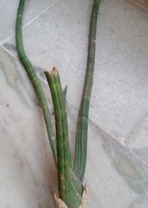 Senseveria