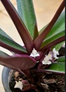 Moses-in-the-Cradle Plant🌵&amp; Pot Indoor/Outdoor