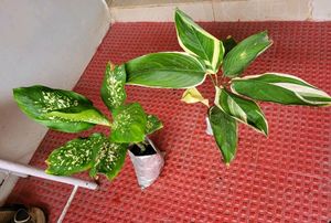 Pack 2 Dieffenbachia Seguine &amp; nevernever plant,