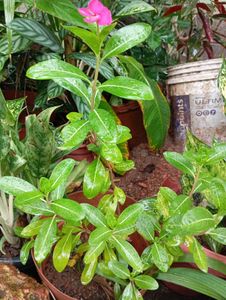 combo of 3 plants