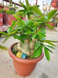 Beautiful Desert Rose Plant( adenium arebicum)