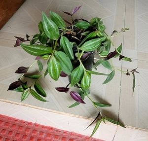2) zebronics &amp; Arrowhead Plants 🌴