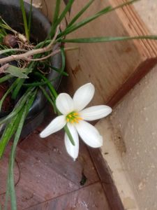 White Flowers Plant Combo