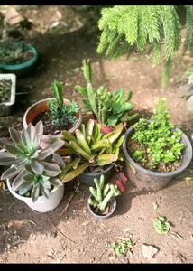 Combo Plants