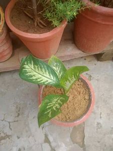 Diffenbacia Plant