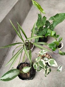 Assorted Indoor Plants Bundle for coins