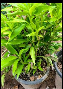 Combo Of 2 Lucky Bamboo Plant
