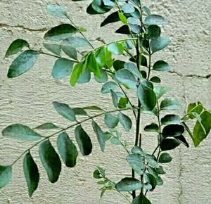 Curry Leaf Plant,,🌿