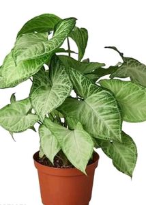 Combo of plants
