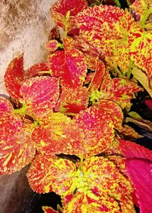 Different Varieties Coleus Live Plants