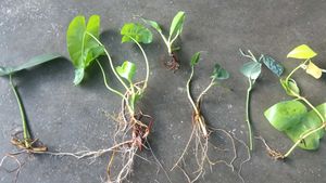 Assorted 6 Plants with healthy Roots