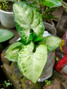 Variegated Syngonium Plant